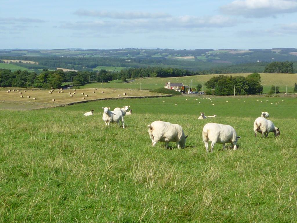 Rye Hill Farm Bed & Breakfast Hexham Exterior photo
